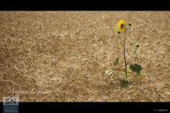 In mezzo al grano - Foto Andrea Leghissa