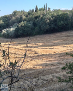 Mietitura presso la chiesa delle Grazie - Foto Ornella Politi