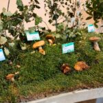 Mostra naturale di micologia a Senigallia