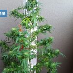 Pianta di marijuana scoperta dalla Polizia