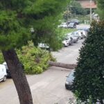 Albero caduto in via Piero della Francesca