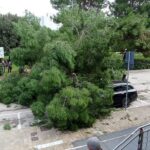 Albero caduto in strada in via dei Gerani
