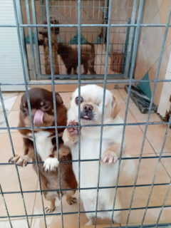 Cani presso allevamento sequestrato a Trecastelli