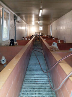 Cani presso allevamento sequestrato a Trecastelli