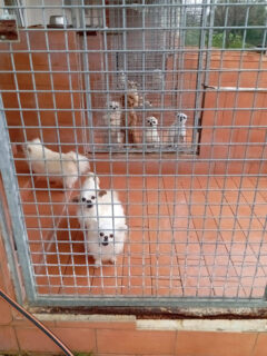 Cani presso allevamento sequestrato a Trecastelli