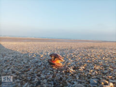 Solitary shell - Foto Tommaso Lenci