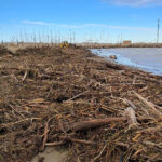 Pulizia spiaggia invasa da detriti dopo la mareggiata