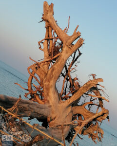 Radici sul mare - Foto Roberta Bisci
