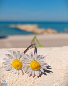 Twins - Foto Cristina Giachè