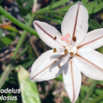 Tessera sociale 2025 di GSA Senigallia