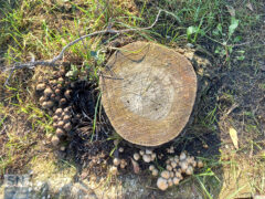 Contorno di funghi - Foto Antonella Starna