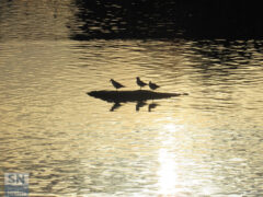 Riflessi sul Misa - Foto Riccardo Rossetti
