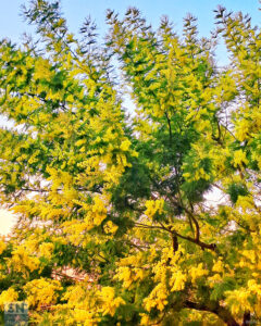 8 marzo W le donne! - Foto Sabina Bittoni