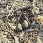 Uova di fratino deposte sul litorale di Senigallia