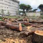 Pini Ospedale abbattuti venerdì 28 febbraio 2025