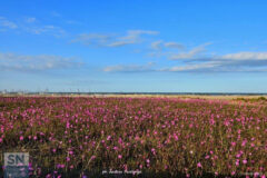 Fioriture di silene colorata sulla spiaggia di ponente - Foto Andrea Paialunga