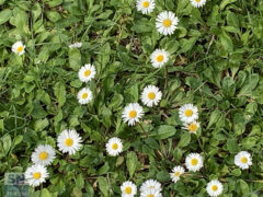 Prato di margherite - Foto Rossano Morici