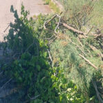 Rami caduti a Senigallia per condizioni meteo avverse il 16 maggio 2025