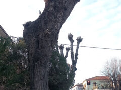 Pioppi potati in via Mercantini