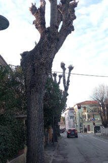 Pioppi potati in via Mercantini