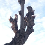 Pioppi potati in via Mercantini