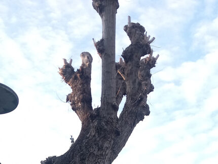Pioppi potati in via Mercantini
