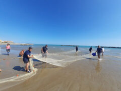 Rievocazione della Tratta a Cesano di Senigallia