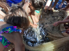 Rievocazione della Tratta a Cesano di Senigallia