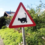 Segnale stradale presenza colonia felina