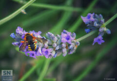 Una piccola ape - Foto Claudio Cremonesi
