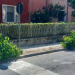 Ceppi dei pioppi abbattuti in via Mercantini