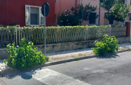 Ceppi dei pioppi abbattuti in via Mercantini