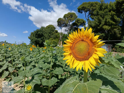 Faccia al sole - Foto Fedele Ruvio