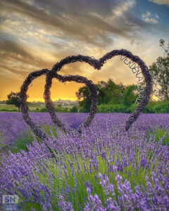 Corinaldo nel cuore della lavanda - Foto Rita Zingaretti