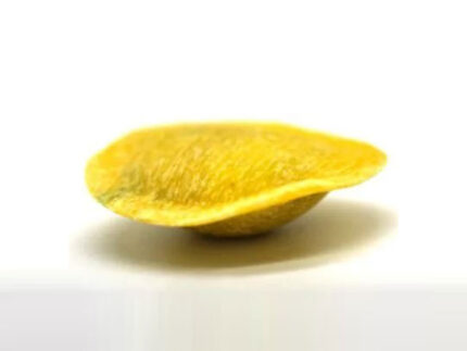 Cappellacci gamberi e mango - Pasta della Pesa Senigallia