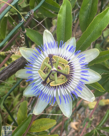 La bellezza - Foto Massimo Riminucci