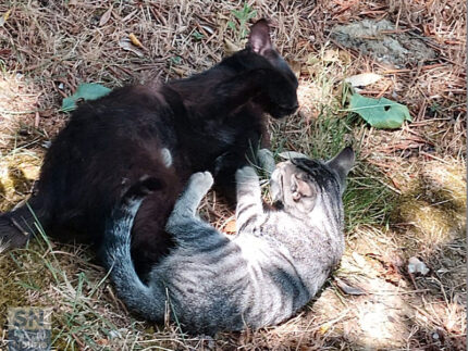 Giochi d'estate - Foto Giancarlo Rossi