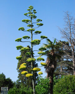 Agave in fiore - Foto Pier Vanni Allegranza