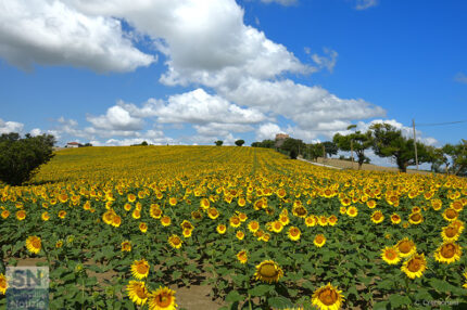 Giallo come il sole - Foto Claudio Cremonesi