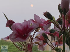 La luna sorge guardando i fiori - Foto Rossano Morici