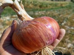 Cipolla di Suasa