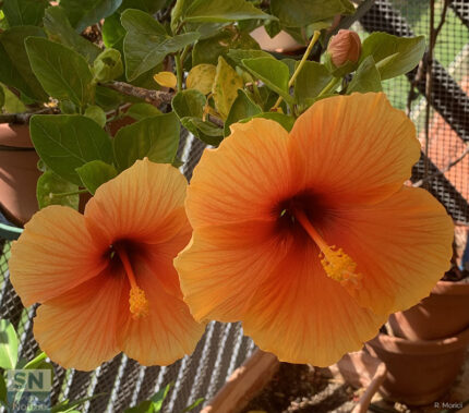 Una splendida coppia di fiori di Ibisco - Foto Rossano Morici
