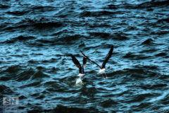 Un tuffo per pescare - Foto Simone Secondini