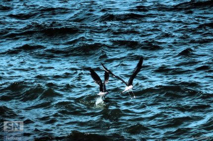 Un tuffo per pescare - Foto Simone Secondini