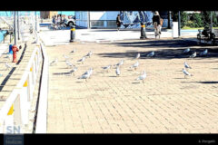 Tra un volo di gabbiani - Foto Andrea Pongetti