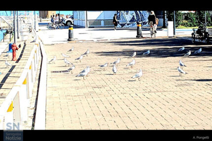 Tra un volo di gabbiani - Foto Andrea Pongetti