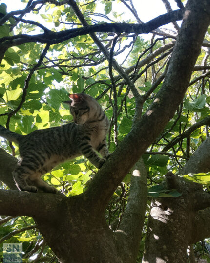 Un fico... coi baffi! - Foto Giancarlo Rossi