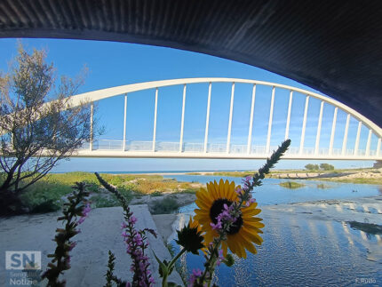 Fior di ponte - Foto Fedele Ruvio