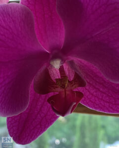 Anatomia di orchidea - Foto Rossano Morici