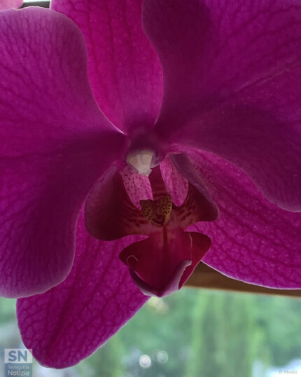 Anatomia di orchidea - Foto Rossano Morici